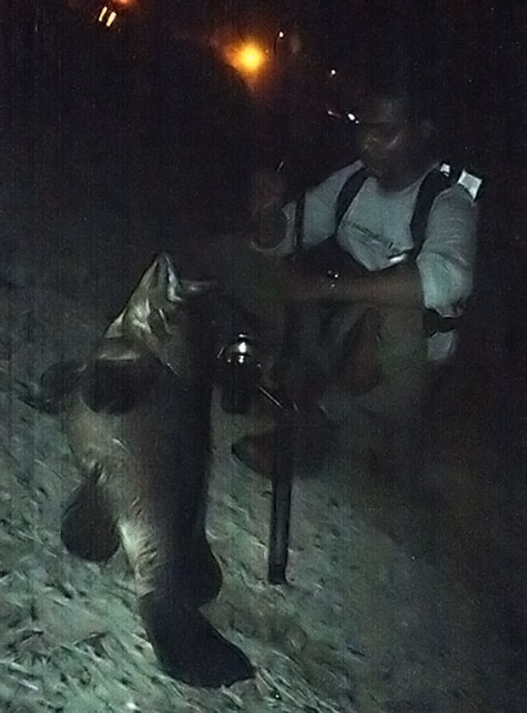Grouper caught at Vasco Jetty